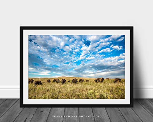 Западна фотография, Принт (без рамка), Изображението на стадото биволи под Голямото Синьо небе на Високопланинско прерията в Оклахома,